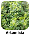 Artemisia